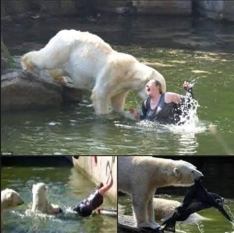 Close Call at Berlin Zoo: Woman Attacked After Entering Polar Bear Enclosure